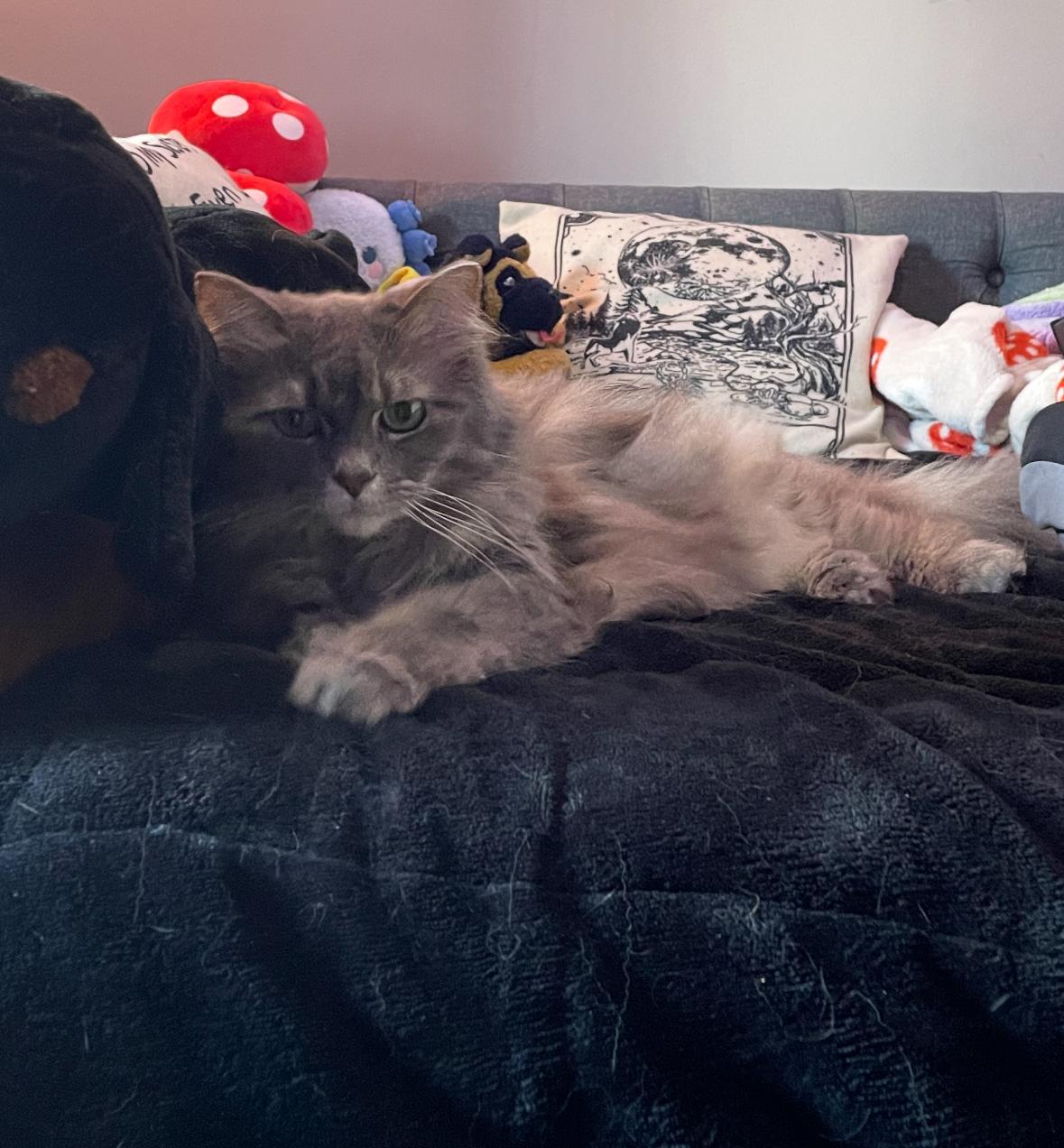 Judge Judy Ask to Meet! In Foster!, a Adoptable Domestic Medium Hair in Elyria, OH image 4/4