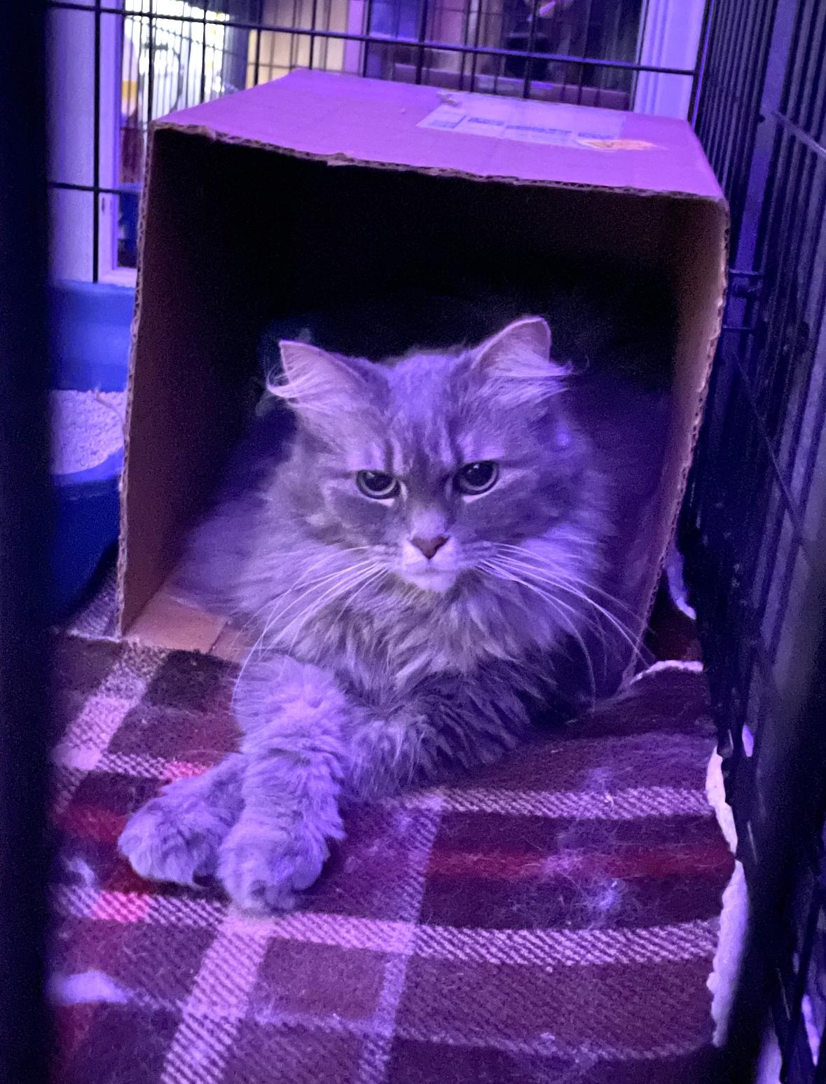 Judge Judy Ask to Meet! In Foster!, a Adoptable Domestic Medium Hair in Elyria, OH image 1/4