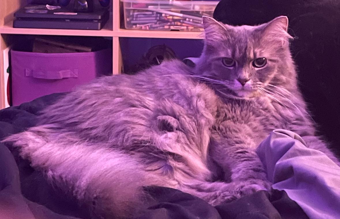 Judge Judy Ask to Meet! In Foster!, a Adoptable Domestic Medium Hair in Elyria, OH image 3/4