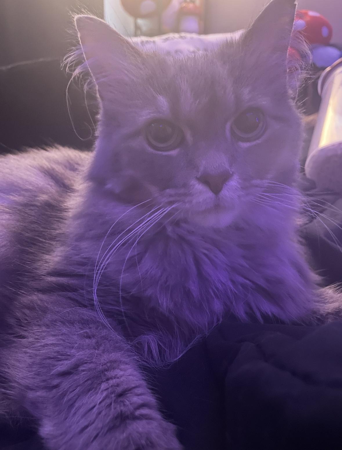 Judge Judy Ask to Meet! In Foster!, a Adoptable Domestic Medium Hair in Elyria, OH image 2/4