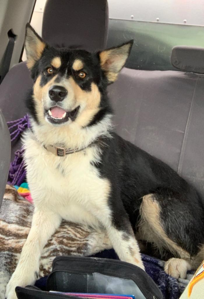 Enlarge Xiao, a Adoptable mixed breed in Gillette, WY image 1/2