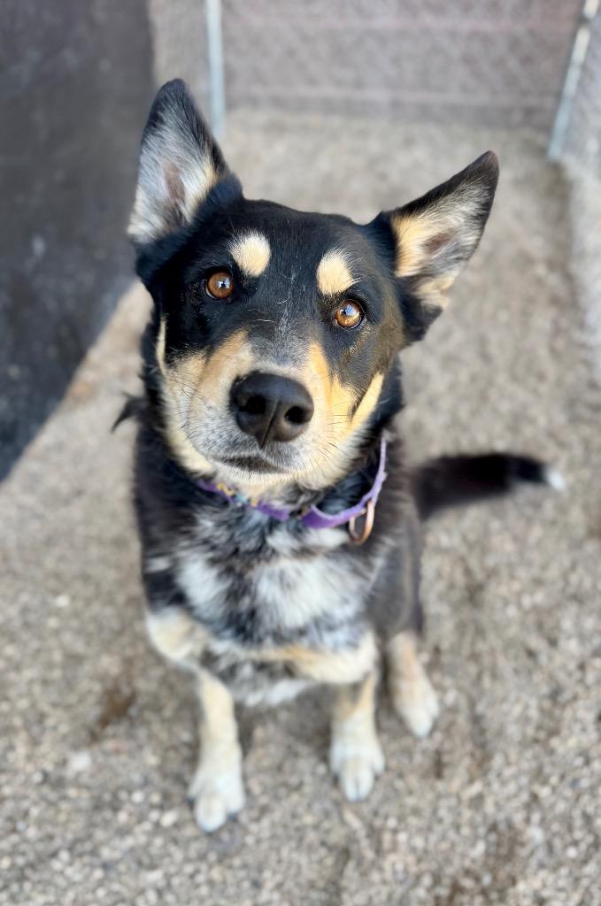 Enlarge Xiao, a Adoptable mixed breed in Gillette, WY image 2/2