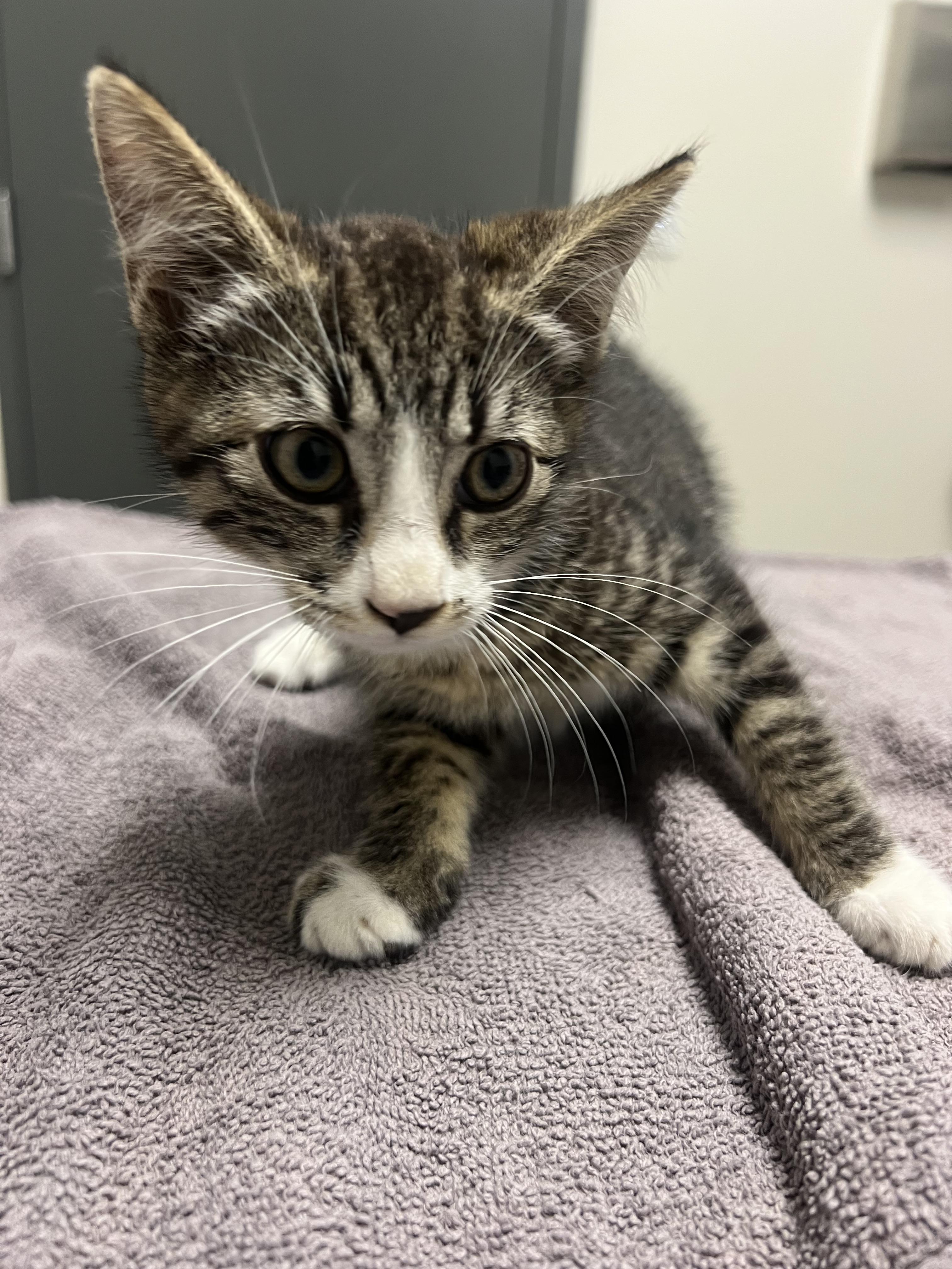 Leah, Adoptable, Kitten Female Domestic Short Hair.