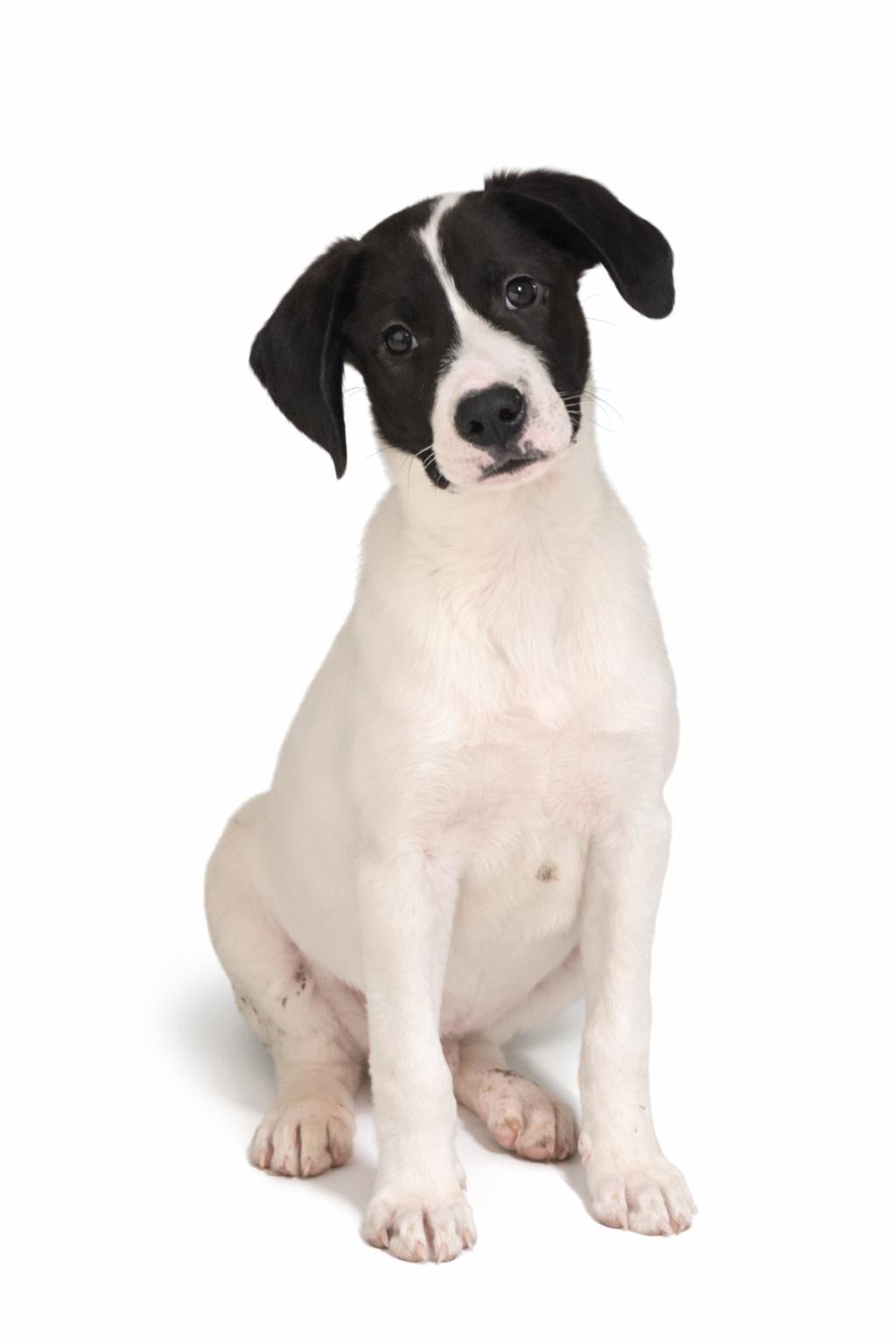 Enlarge Rocky , a ADOPTABLE mixed breed in Carver, MA image 1/2