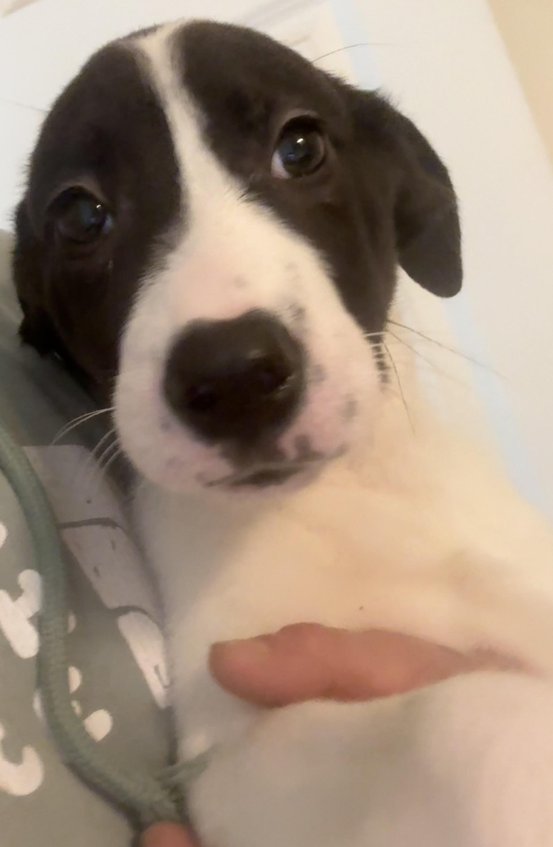 Enlarge Rocky , a ADOPTABLE mixed breed in Carver, MA image 2/2