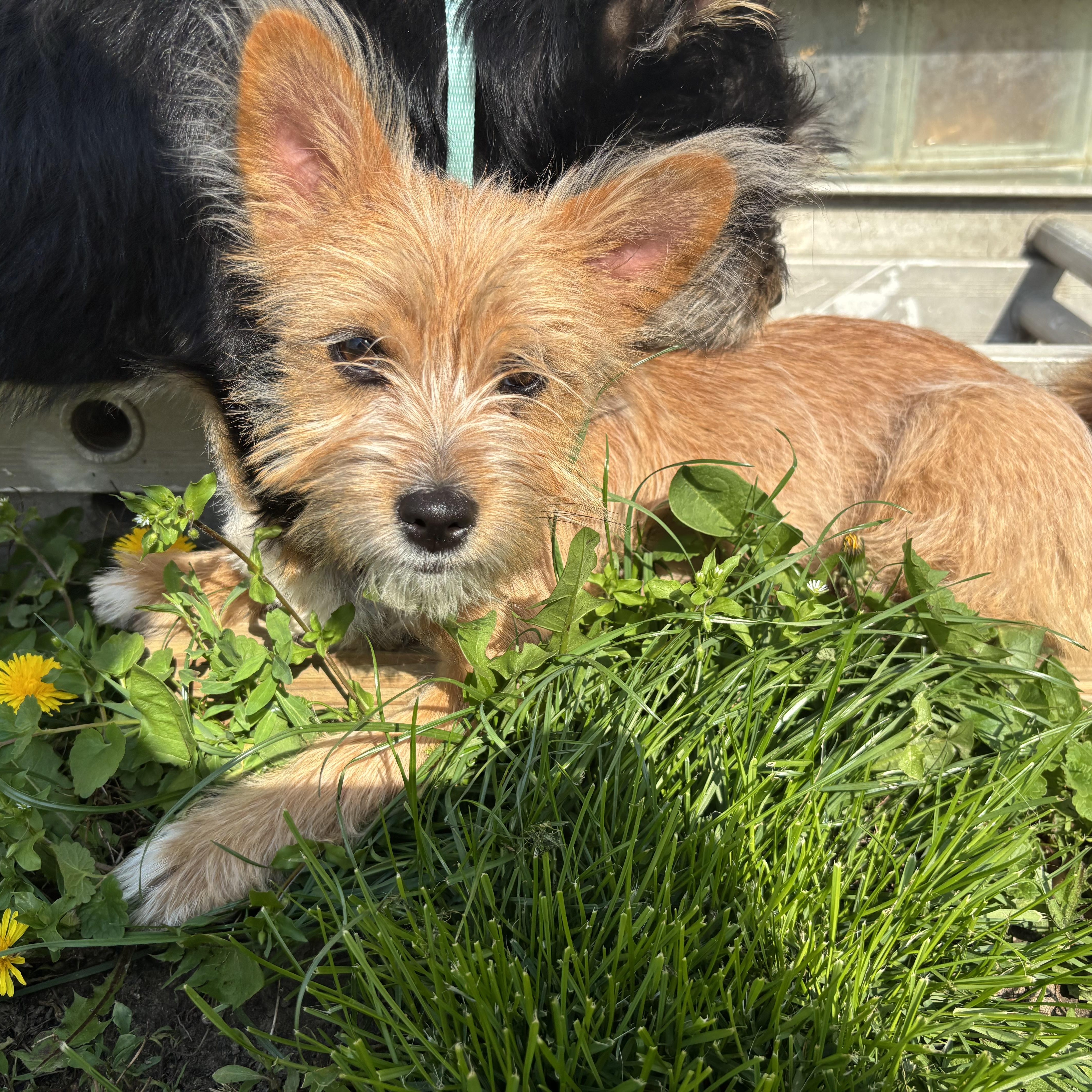 Minnie, an adopted mixed breed in Rochester Hills, MI image 1/3