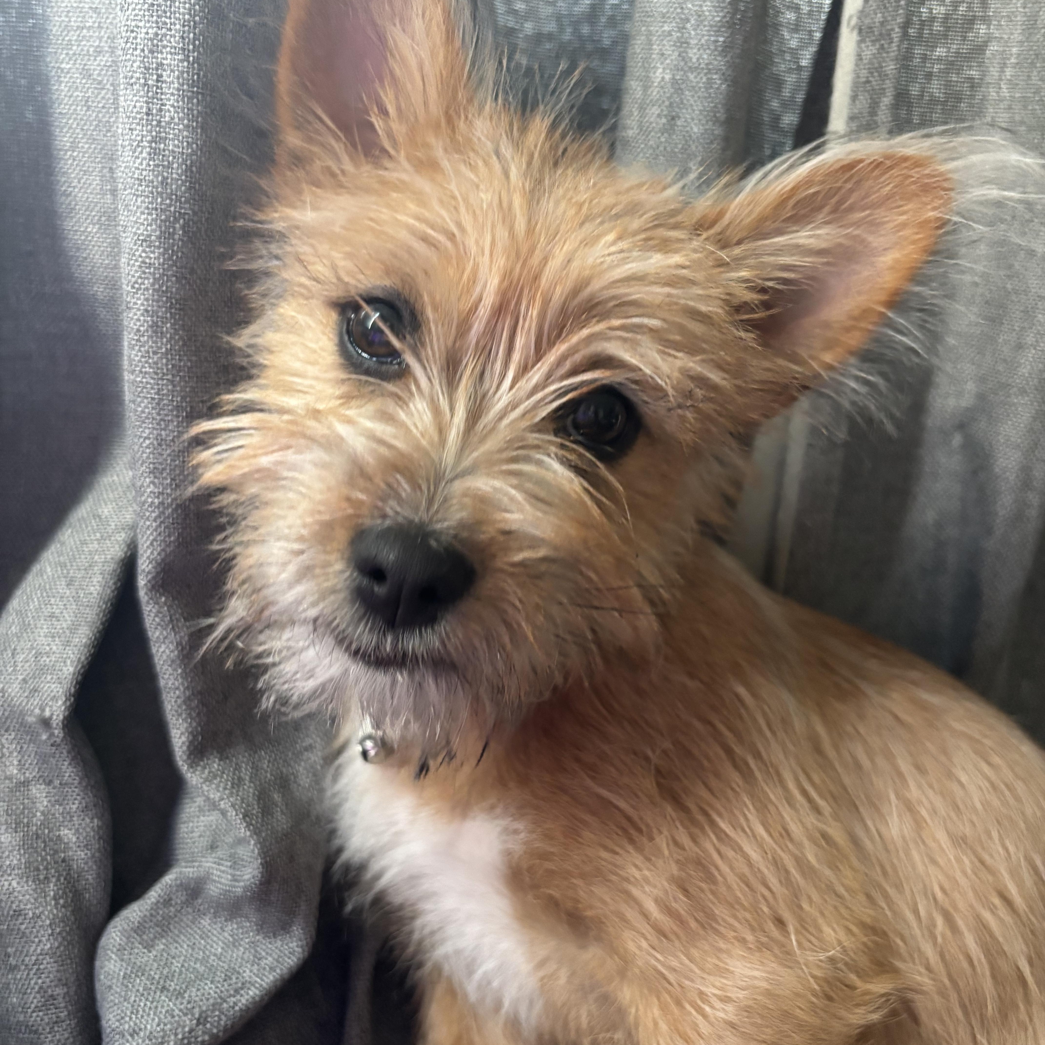Minnie, an adopted mixed breed in Rochester Hills, MI image 3/3