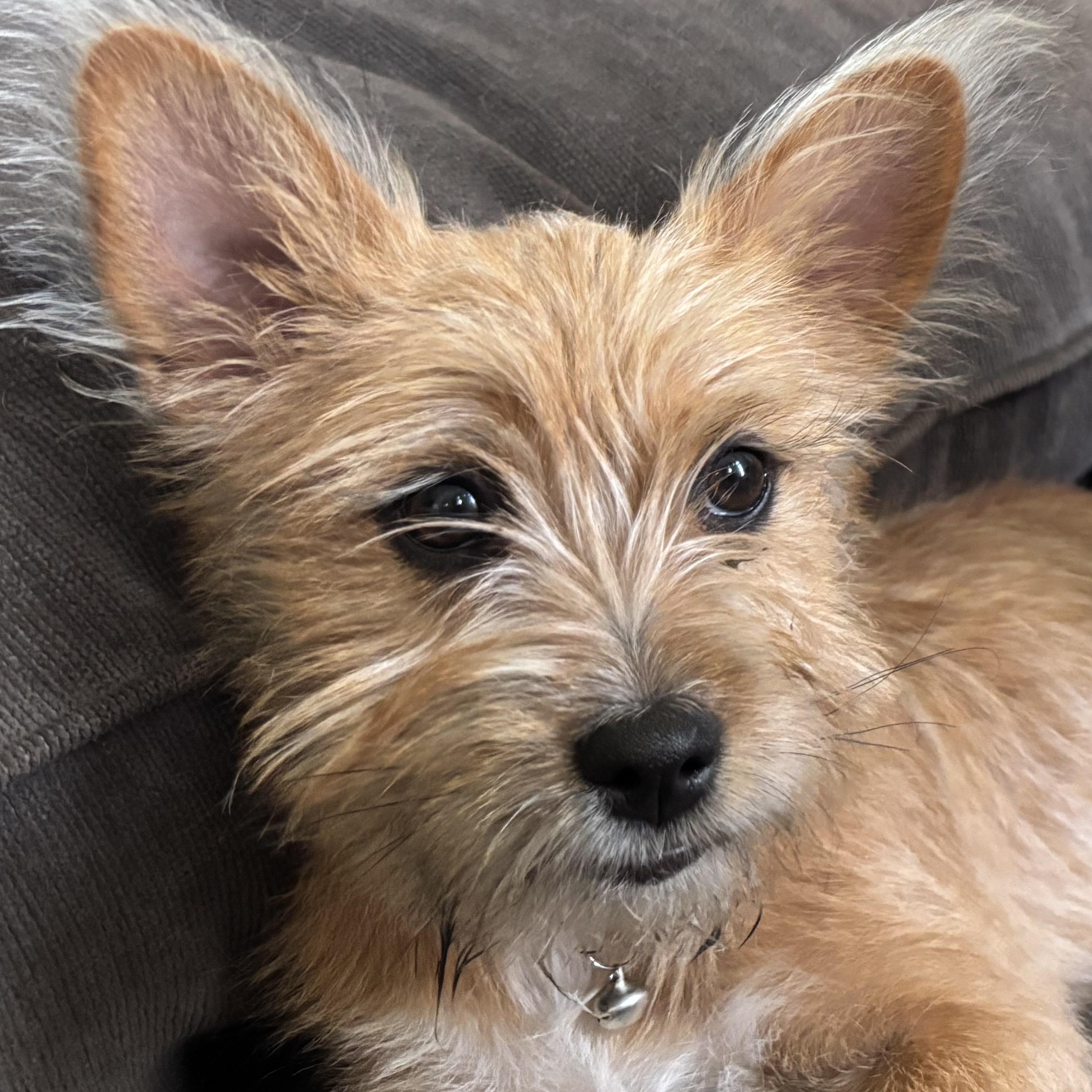 Minnie, an adopted mixed breed in Rochester Hills, MI image 2/3