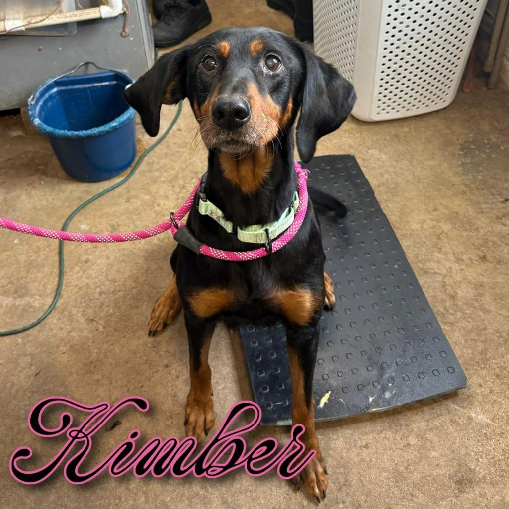 Kimber, a Adoptable Black and Tan Coonhound in Hillsboro, OH image 1/3