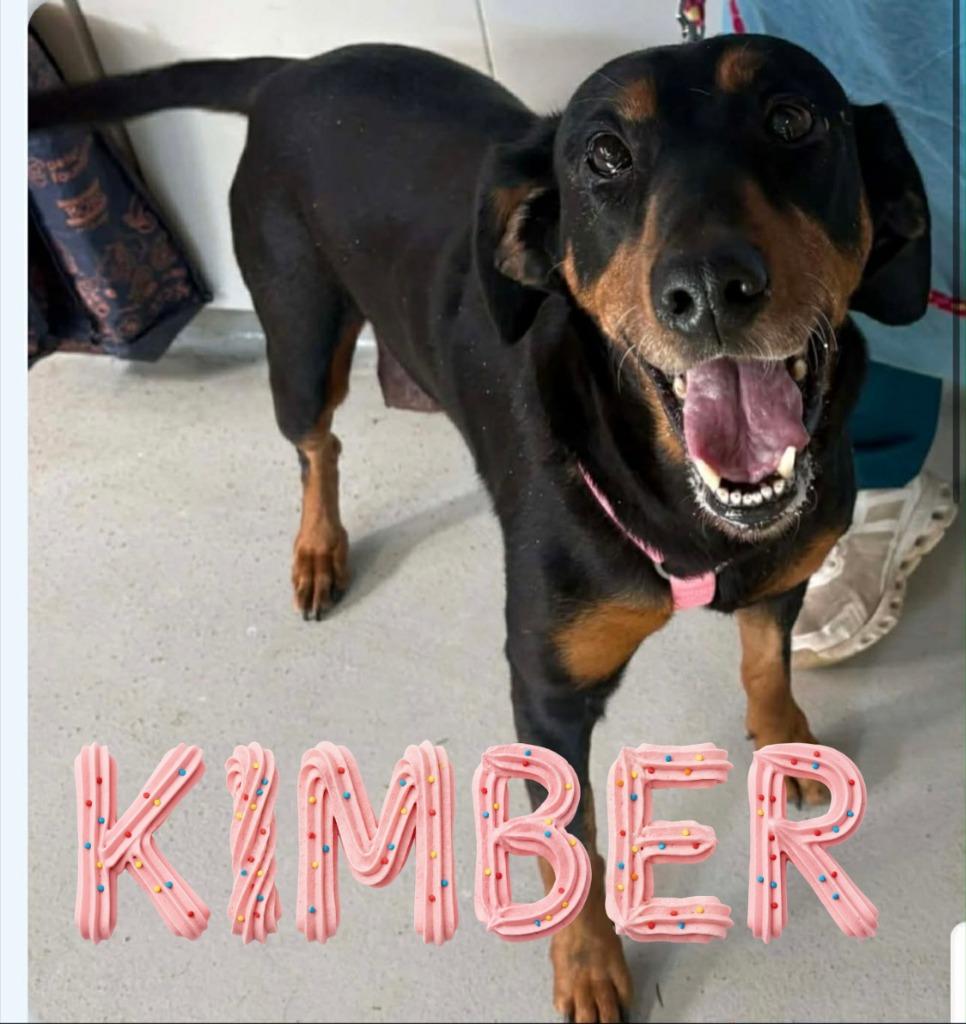 Kimber, a Adoptable Black and Tan Coonhound in Hillsboro, OH image 2/3