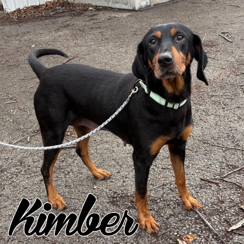 Enlarge Kimber, a Adoptable Black and Tan Coonhound in Hillsboro, OH image 3/5