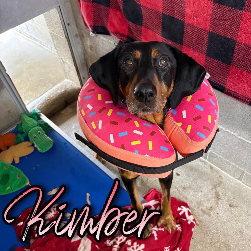 Kimber, a Adoptable Black and Tan Coonhound in Hillsboro, OH image 3/3