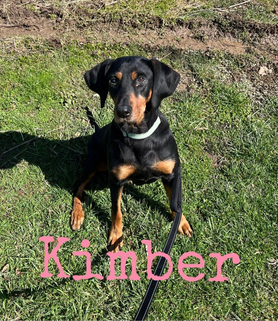 Enlarge Kimber, a Adoptable Black and Tan Coonhound in Hillsboro, OH image 5/5