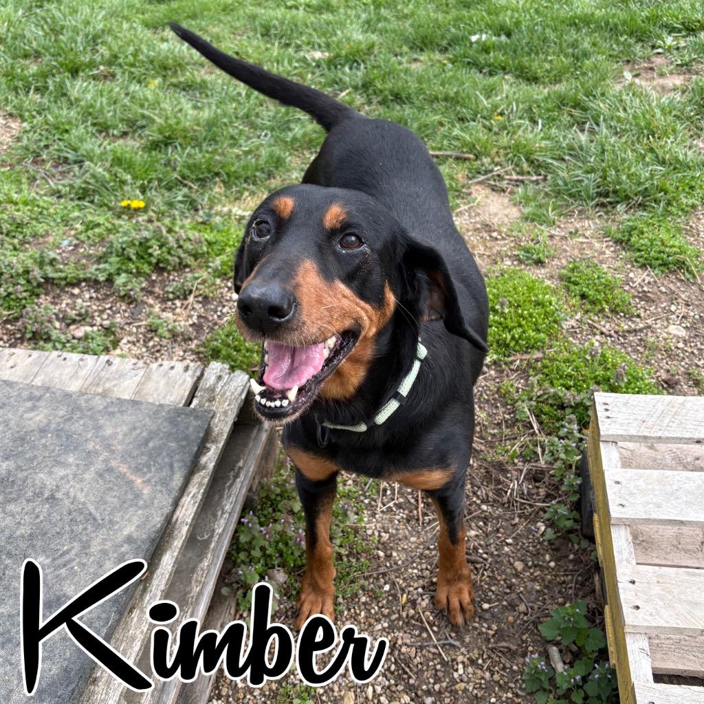 Enlarge Kimber, a Adoptable Black and Tan Coonhound in Hillsboro, OH image 6/6