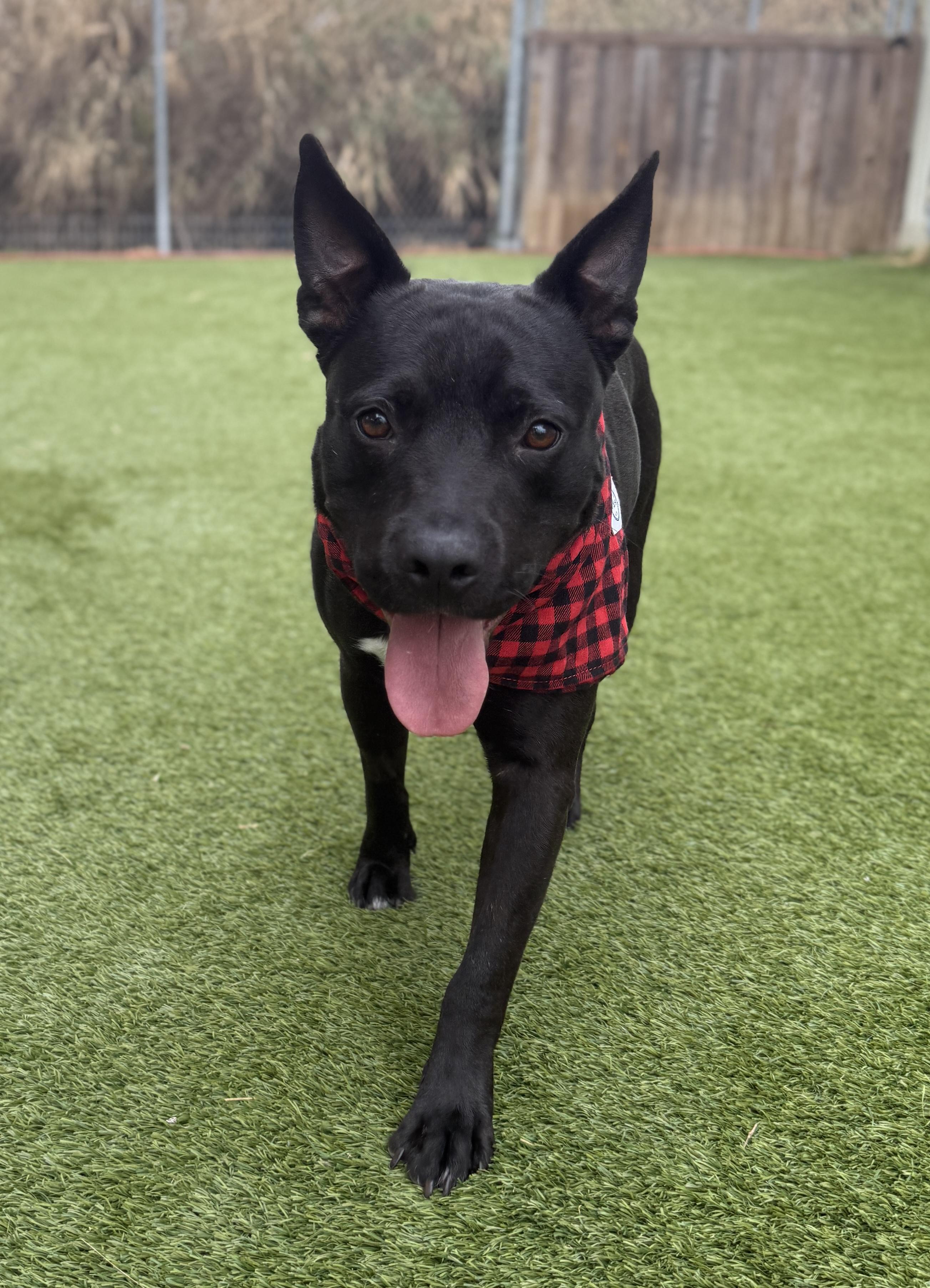 Rocket — thumbnail 5