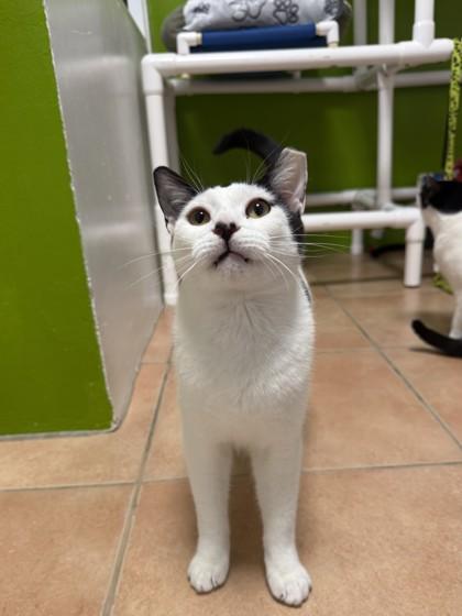 Asiago, Adoptable, Adult Male Domestic Short Hair & Domestic Short Hair.