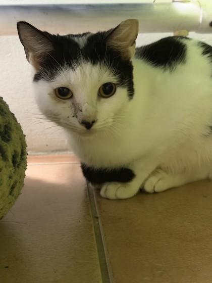 Asiago, Adoptable, Adult Male Domestic Short Hair & Domestic Short Hair.