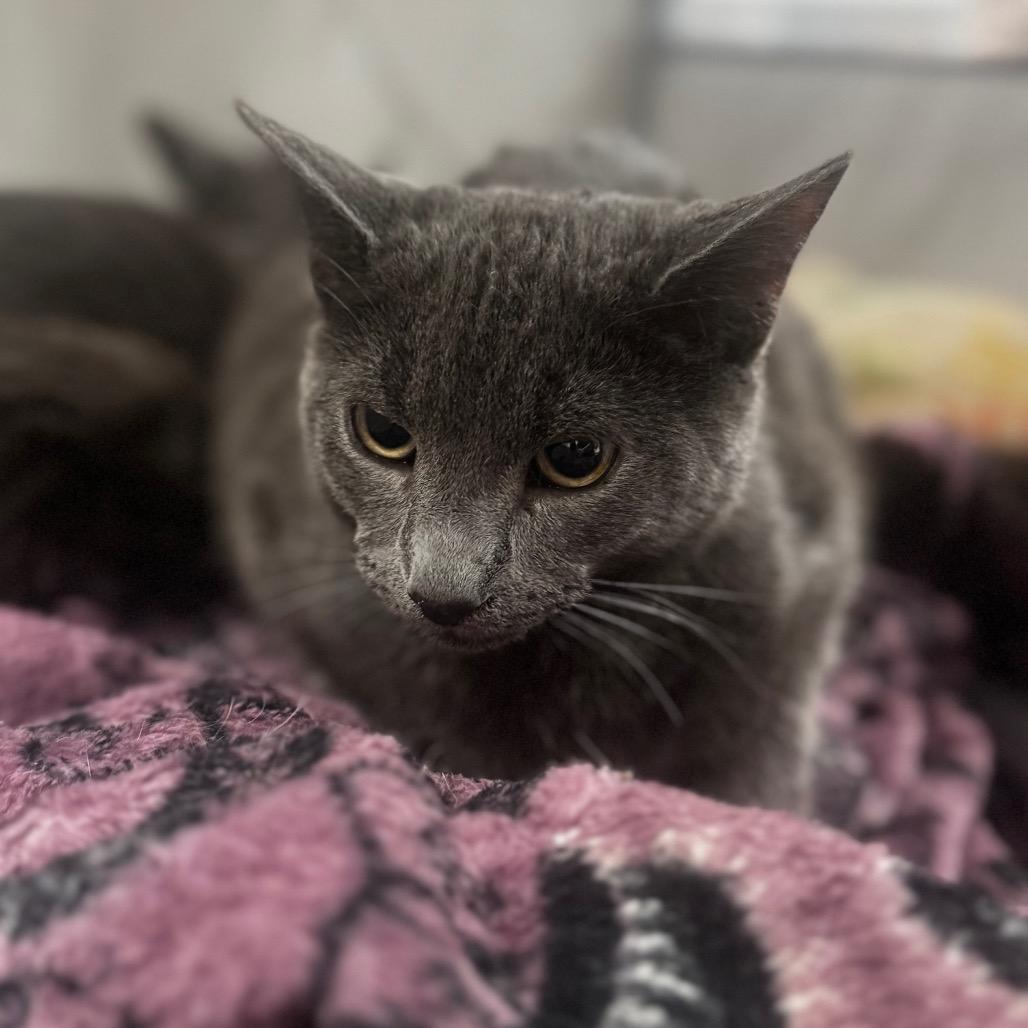 Enlarge Emily, a Adoptable Domestic Short Hair in Starkville, MS image 1/1