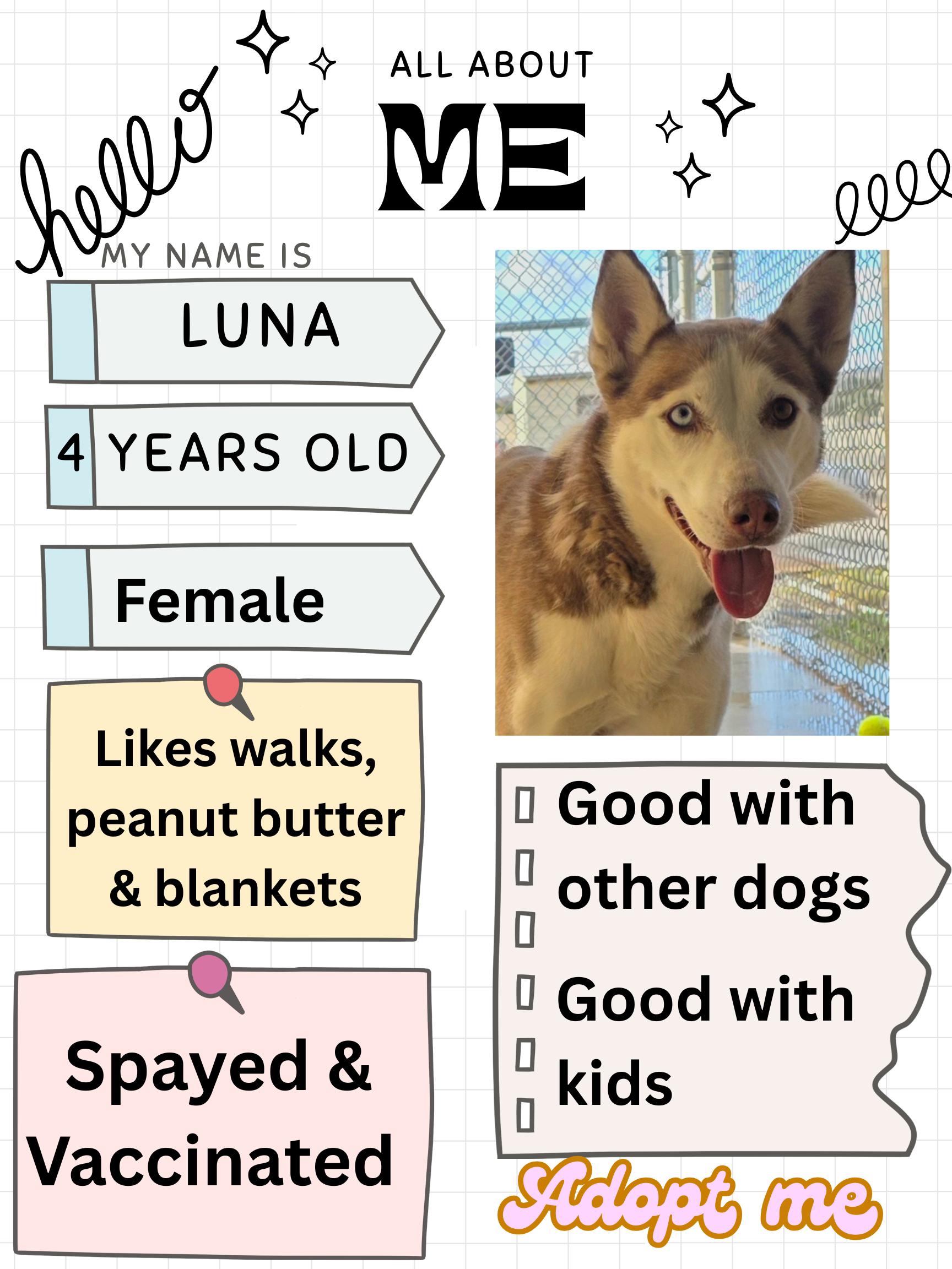 Enlarge LUNA, a ADOPTABLE Siberian Husky in Edgewood, NM image 3/3