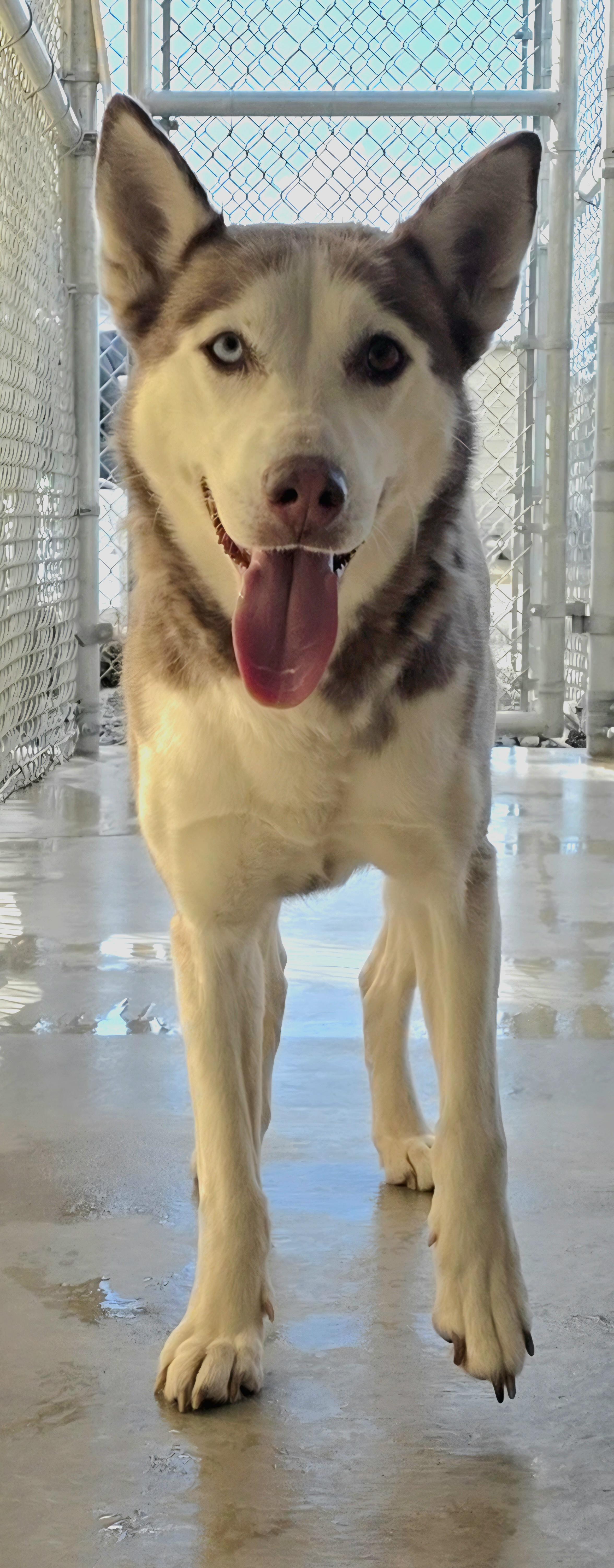LUNA, ADOPTABLE, Adult Female Siberian Husky.