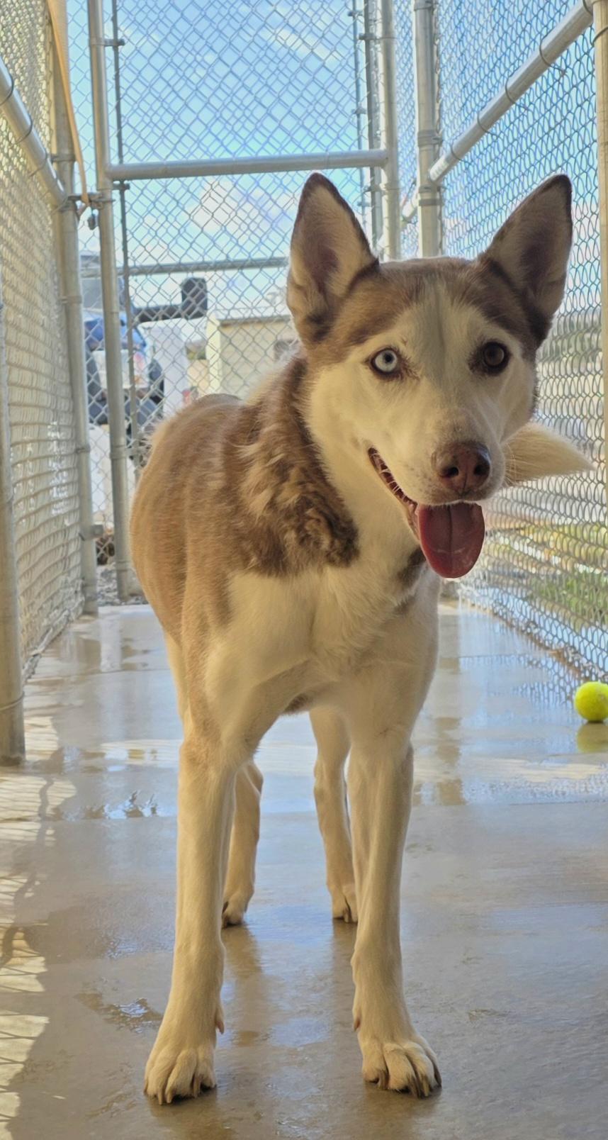 Enlarge LUNA, a ADOPTABLE Siberian Husky in Edgewood, NM image 2/3