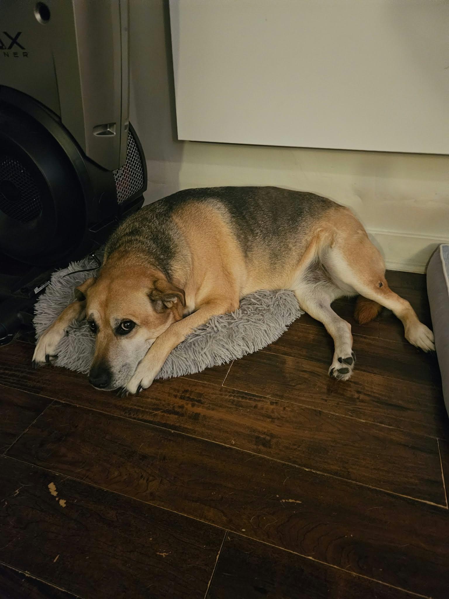 Shelby, Adoptable, Senior Female German Shepherd Dog.