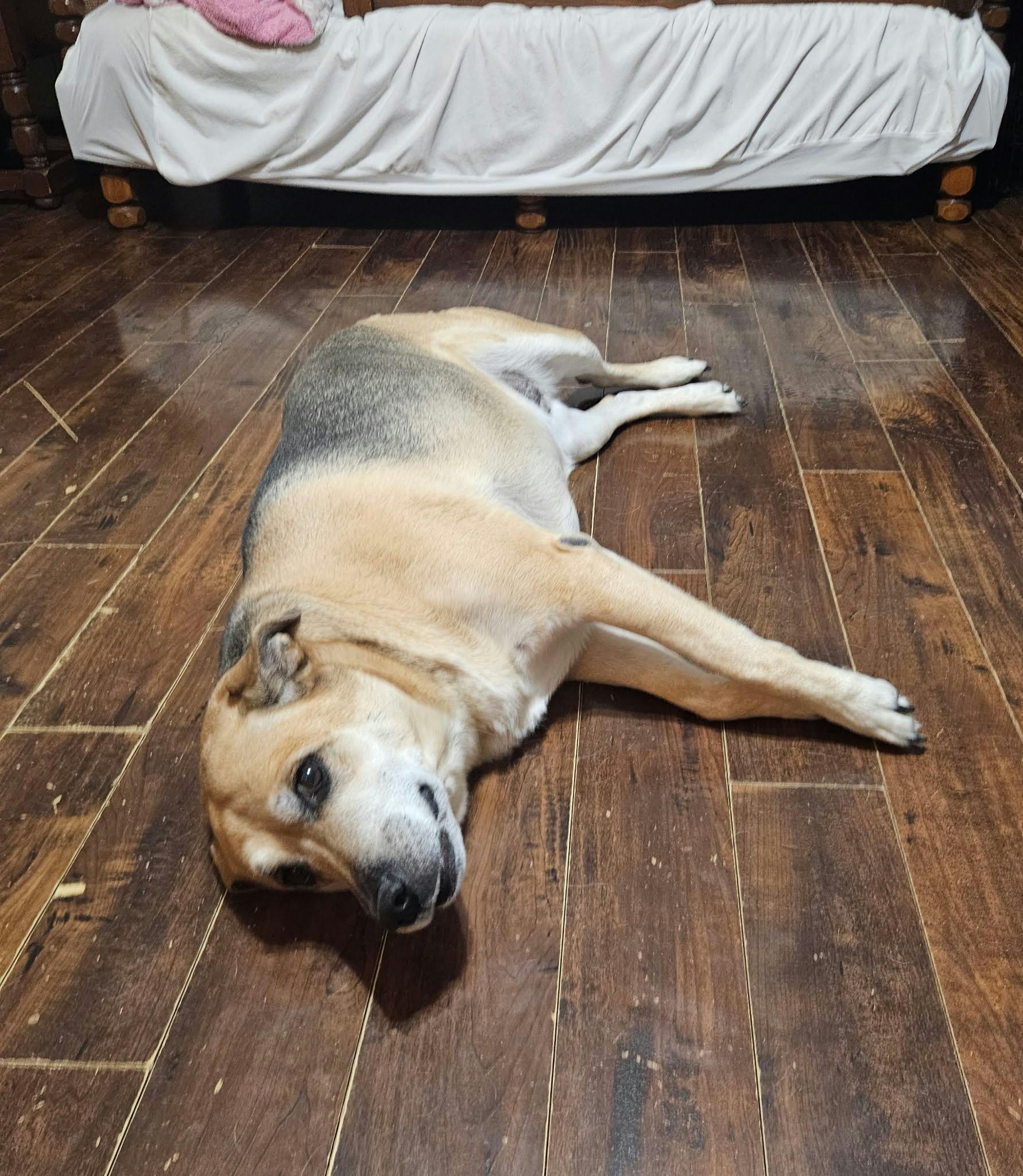 Enlarge Shelby, a Adoptable mixed breed in Pointe-Claire, QC image 2/5