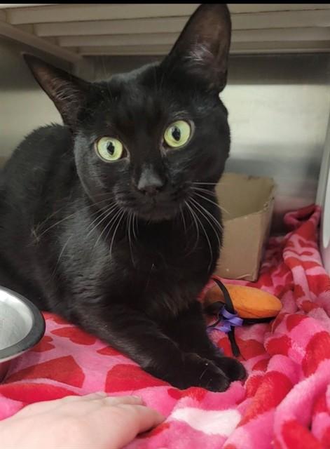 LILITH, Adoptable, Adult Female Domestic Short Hair.