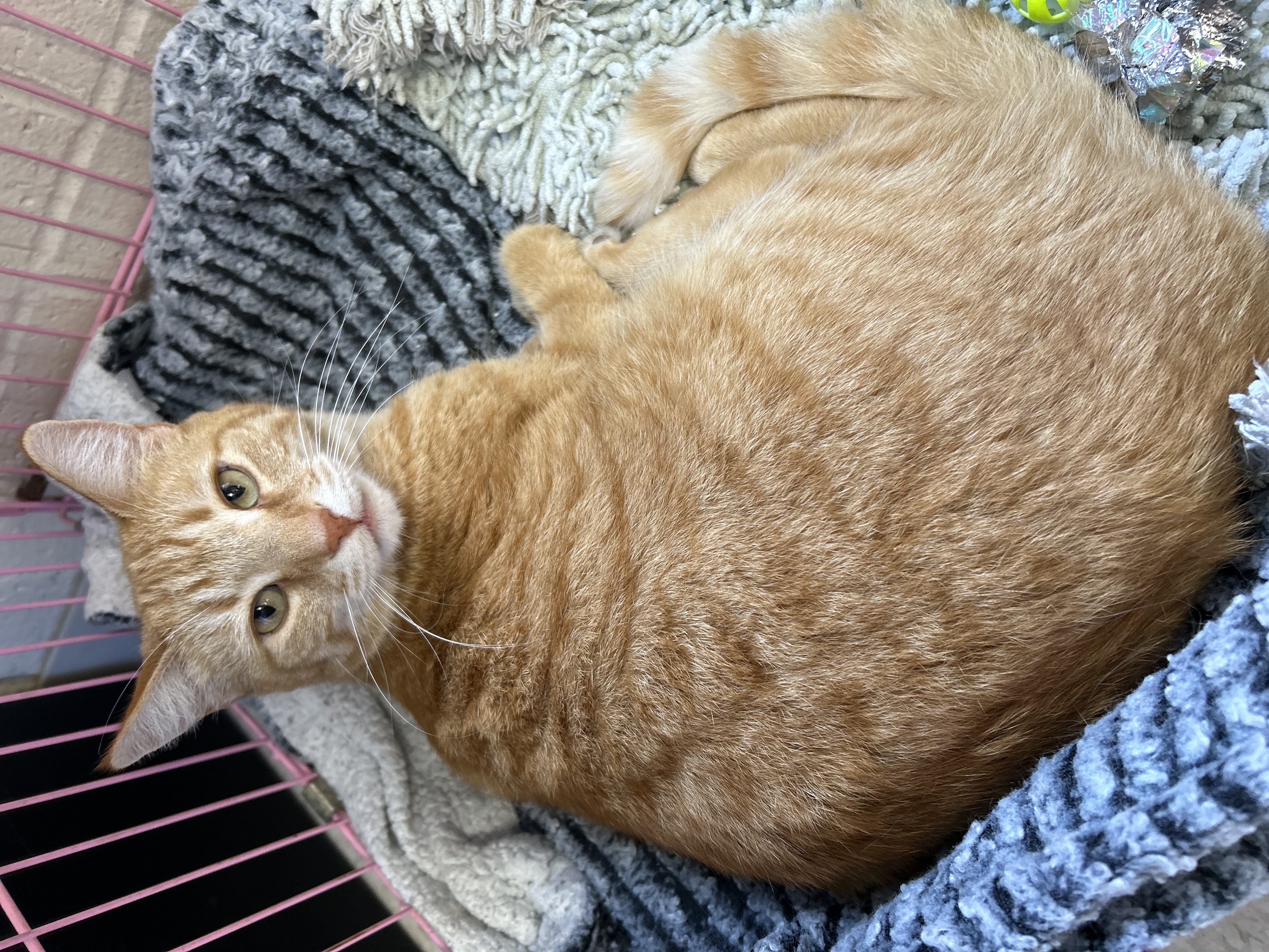 Enlarge Munchkin, a Adoptable mixed breed in Greensboro, NC image 1/6