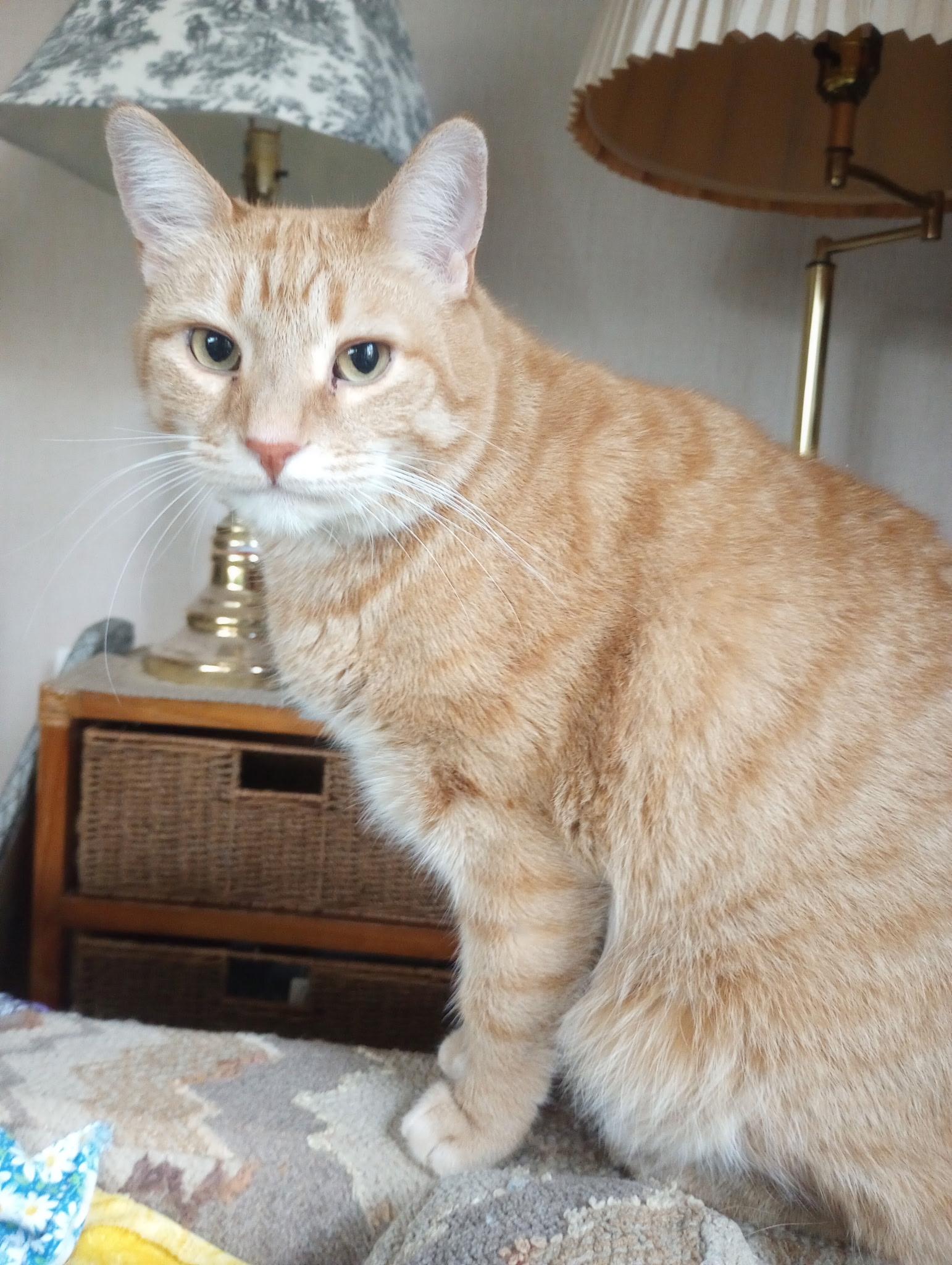 Enlarge Munchkin, a Adoptable mixed breed in Greensboro, NC image 2/6