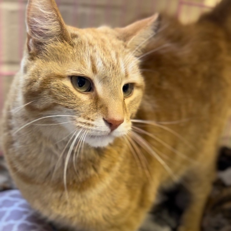 Enlarge Munchkin, a Adoptable mixed breed in Greensboro, NC image 6/6