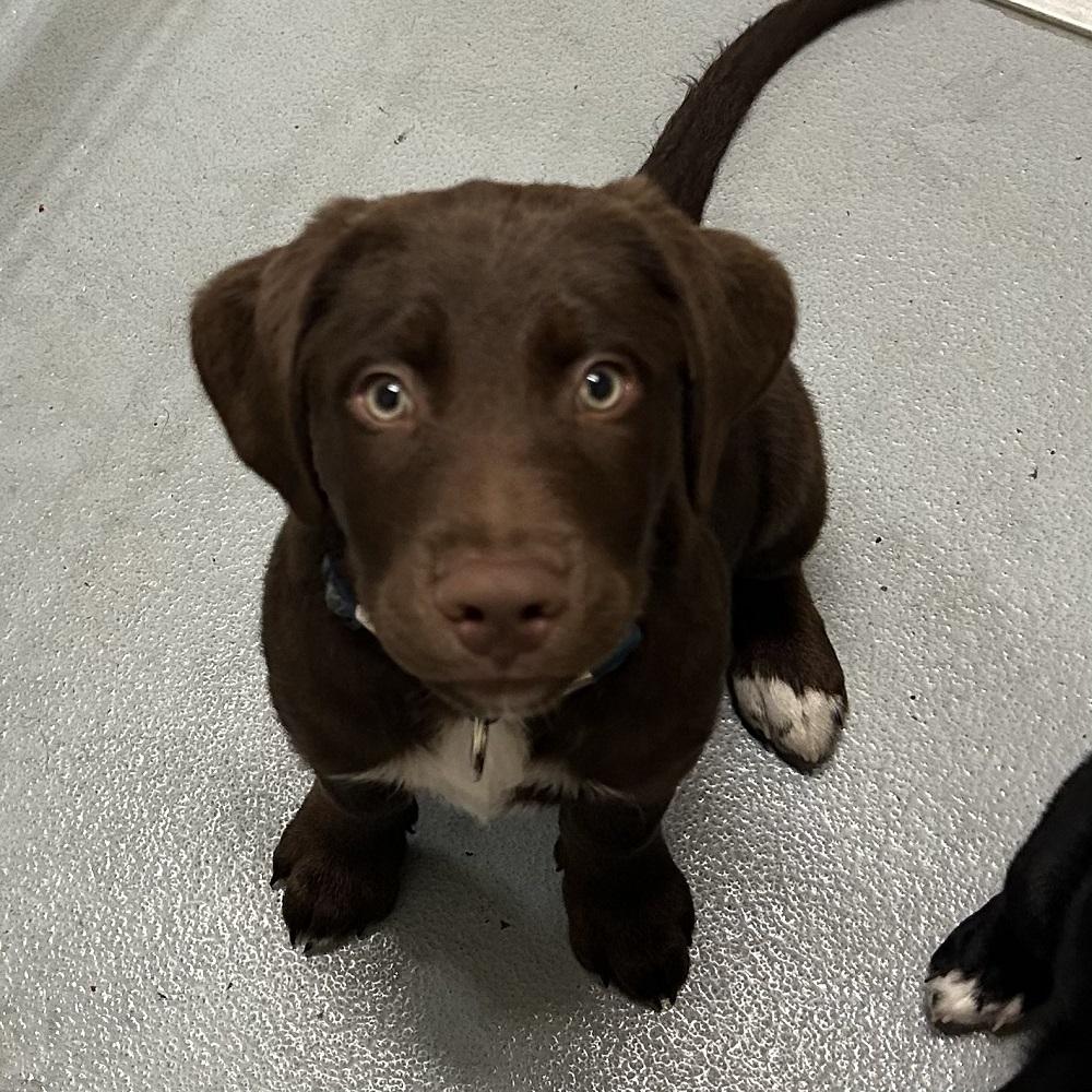 Enlarge Buzz, a Adopted mixed breed in Mason City, IA image 1/1