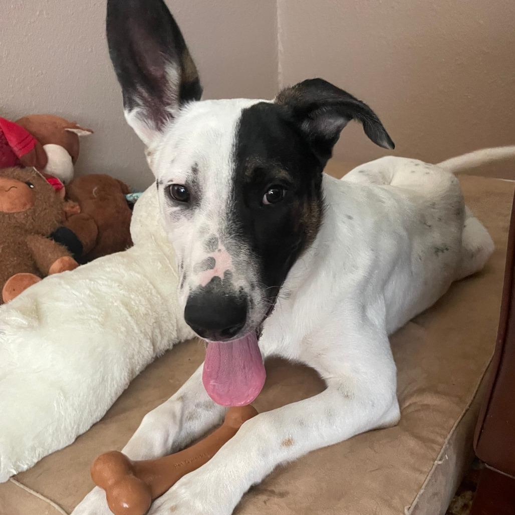 Augie, Adoptable, Young Male Pointer & Australian Cattle Dog / Blue Heeler.