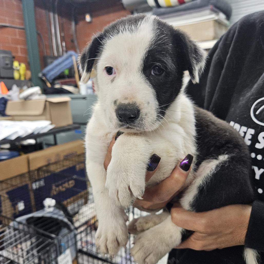 Enlarge Augie, a Adoptable mixed breed in Houston, TX image 1/4