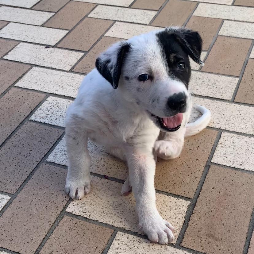 Enlarge Augie, a Adoptable mixed breed in Houston, TX image 2/4