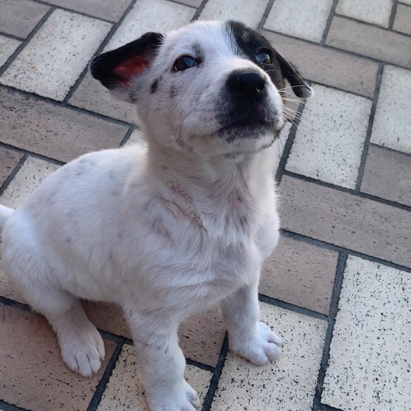 Enlarge Augie, a Adoptable mixed breed in Houston, TX image 3/4