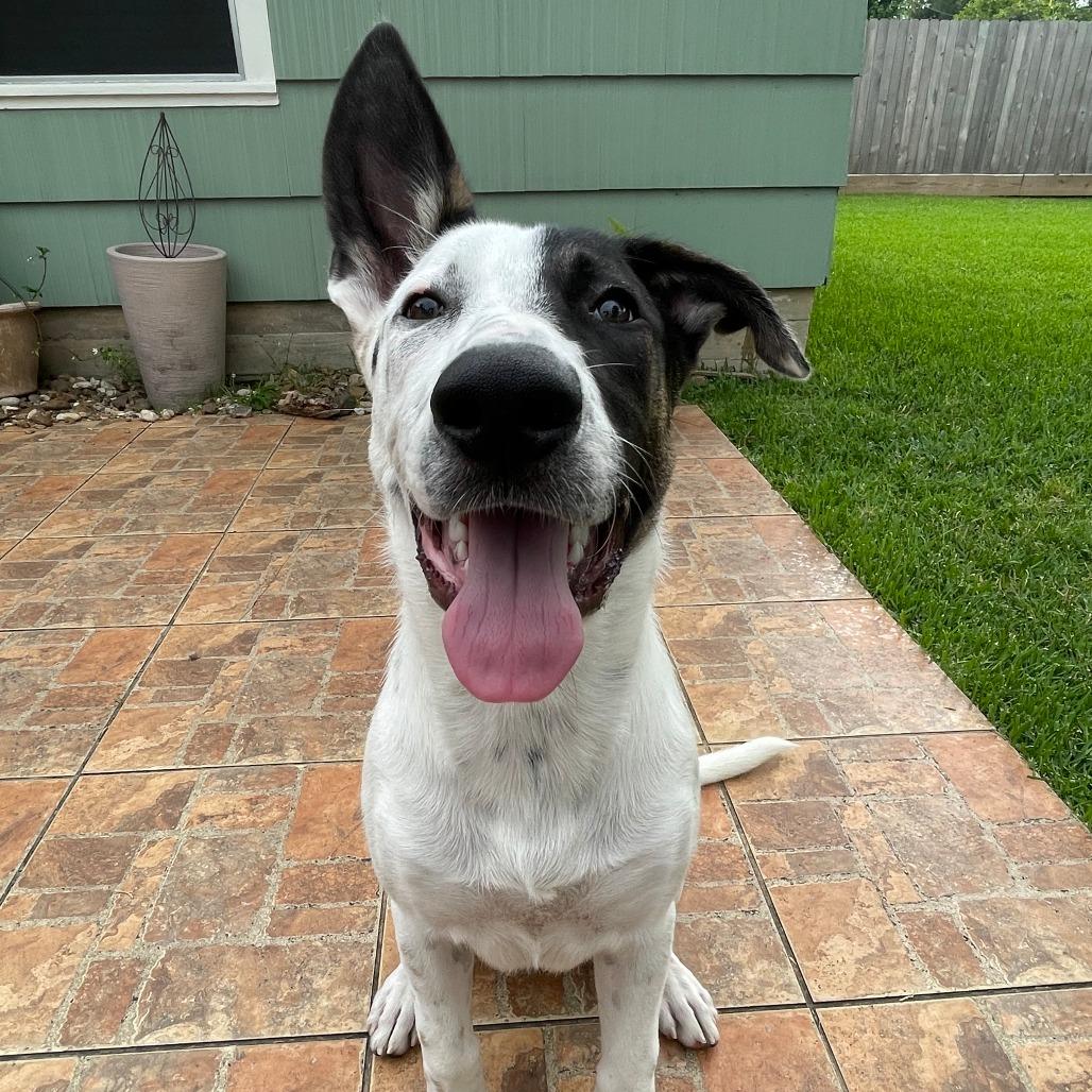 Augie, a Adoptable mixed breed in Houston, TX image 2/3