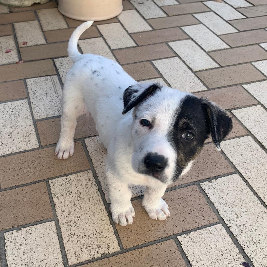 Enlarge Augie, a Adoptable mixed breed in Houston, TX image 4/4