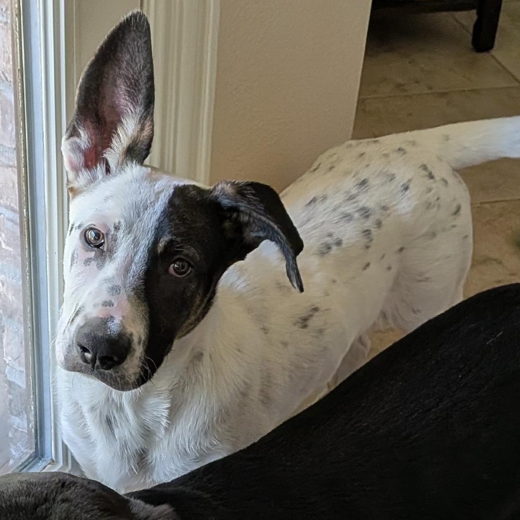 Augie, Adoptable, Puppy Male Pointer & Australian Cattle Dog / Blue Heeler.