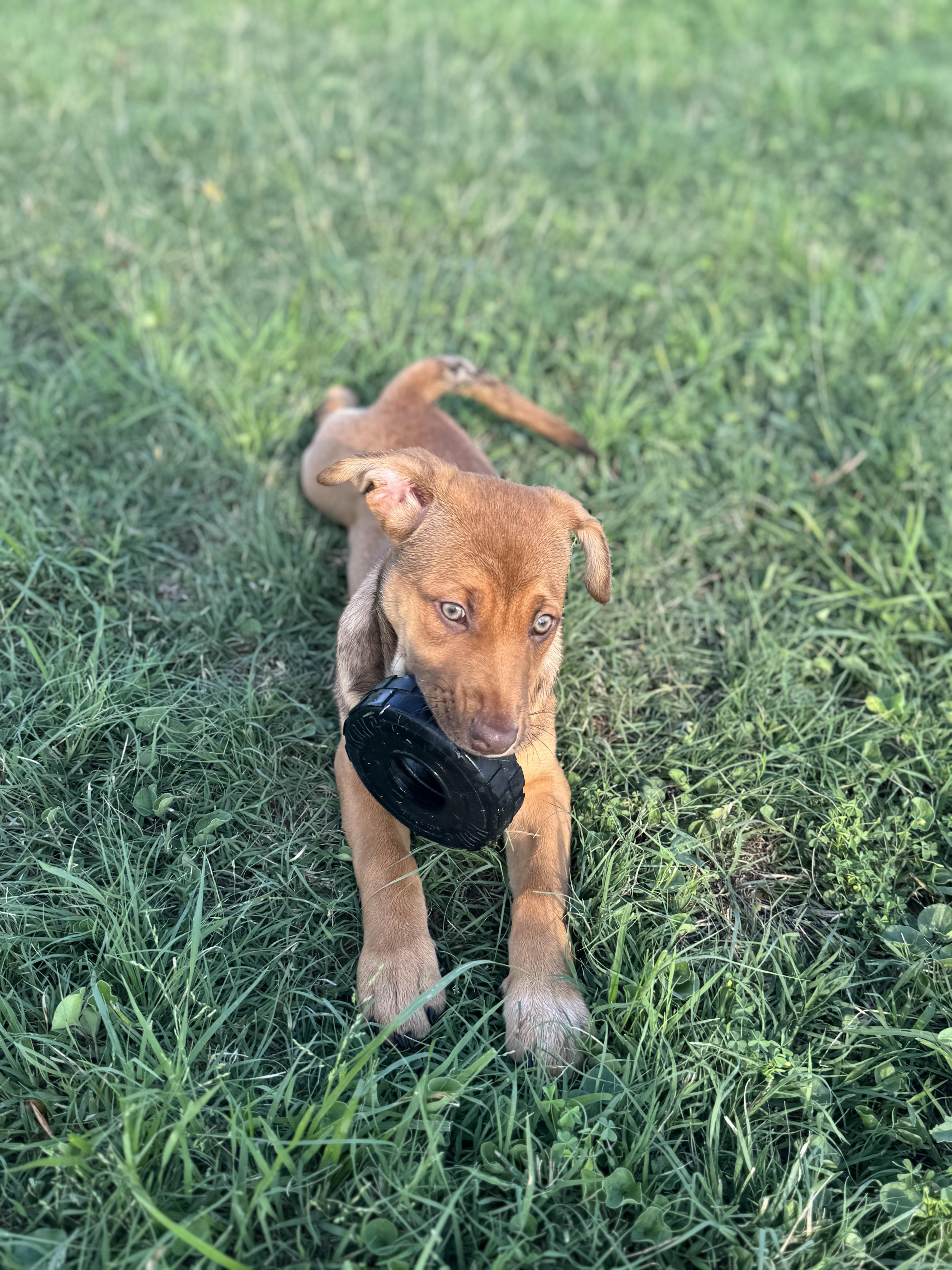 Enlarge Lila Jean, a Adoptable mixed breed in Bastrop, TX image 5/6