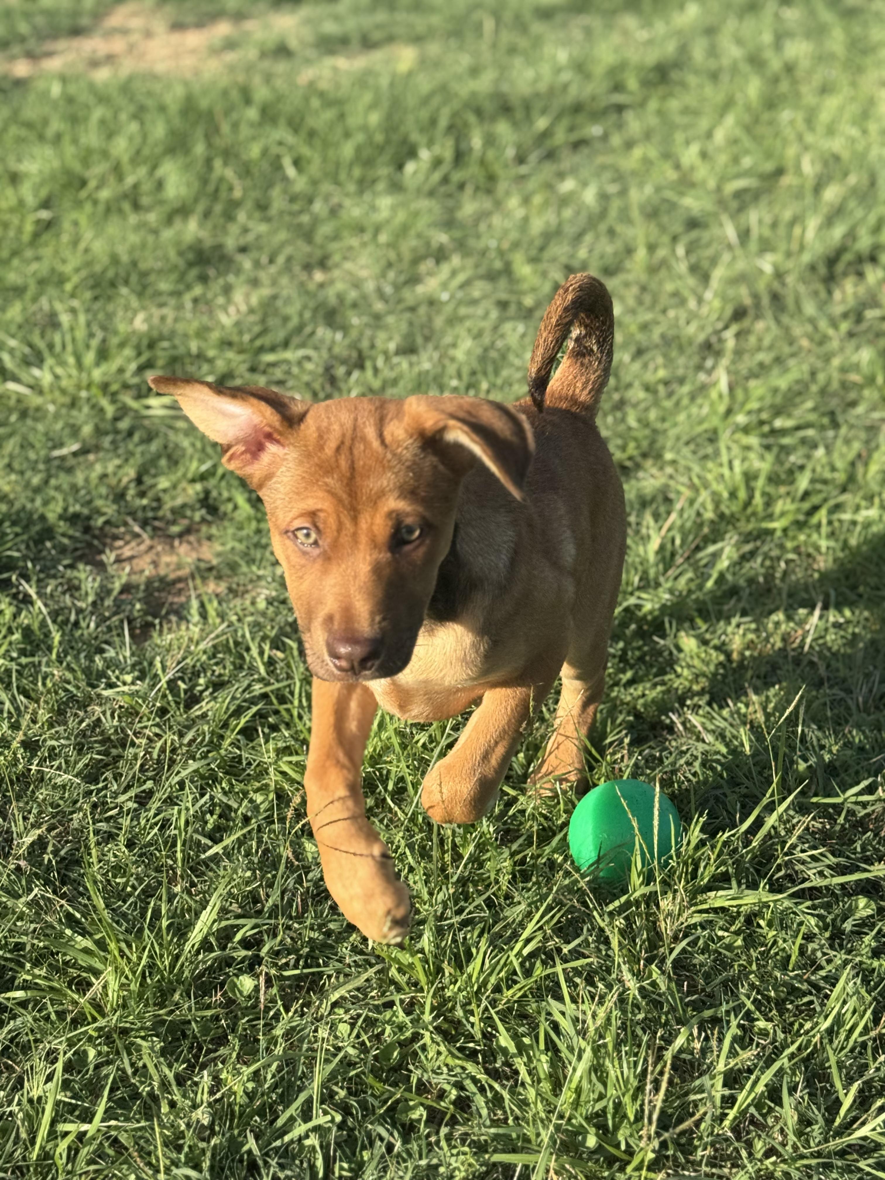 Enlarge Lila Jean, a Adoptable mixed breed in Bastrop, TX image 4/6