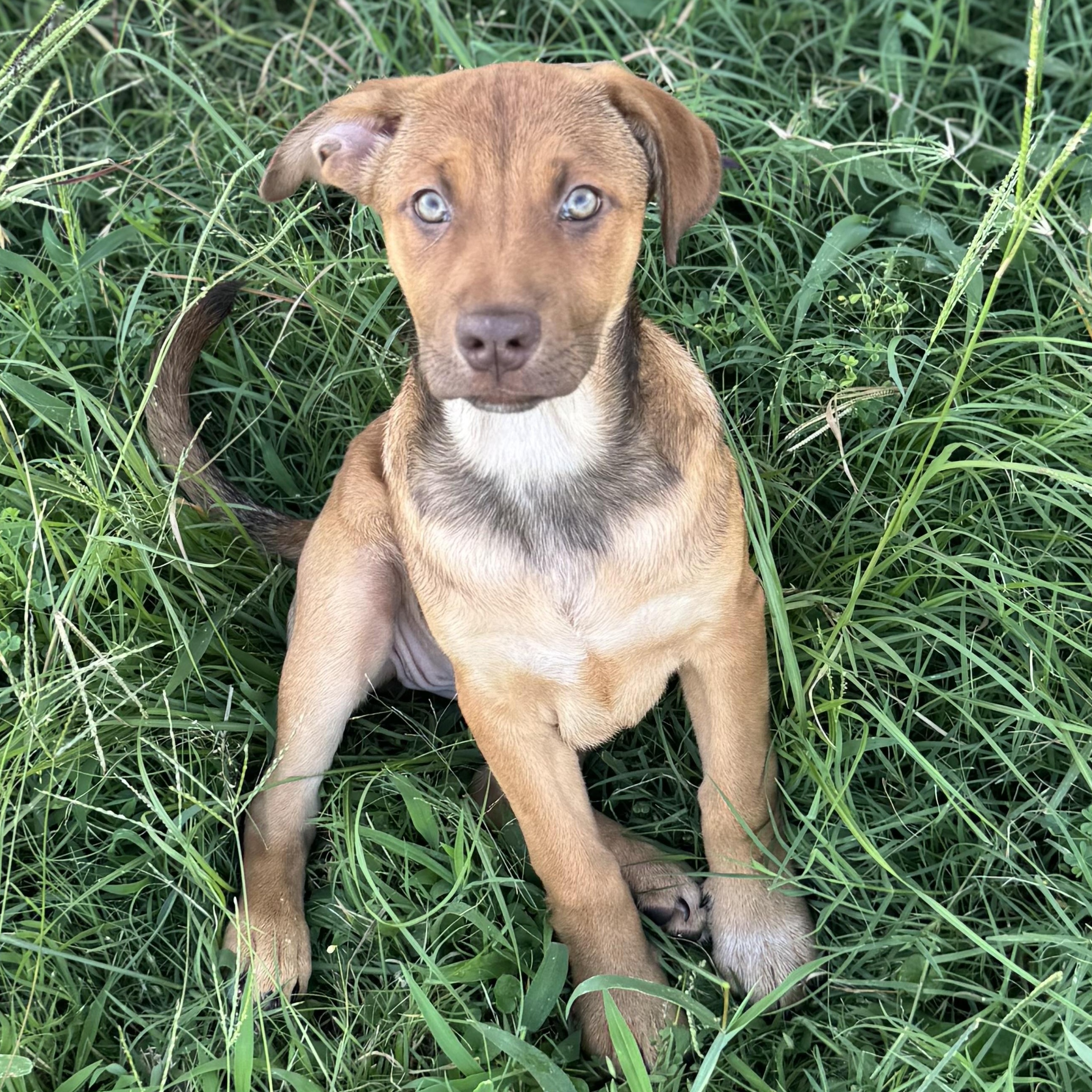 Enlarge Lila Jean, a Adoptable mixed breed in Bastrop, TX image 3/6