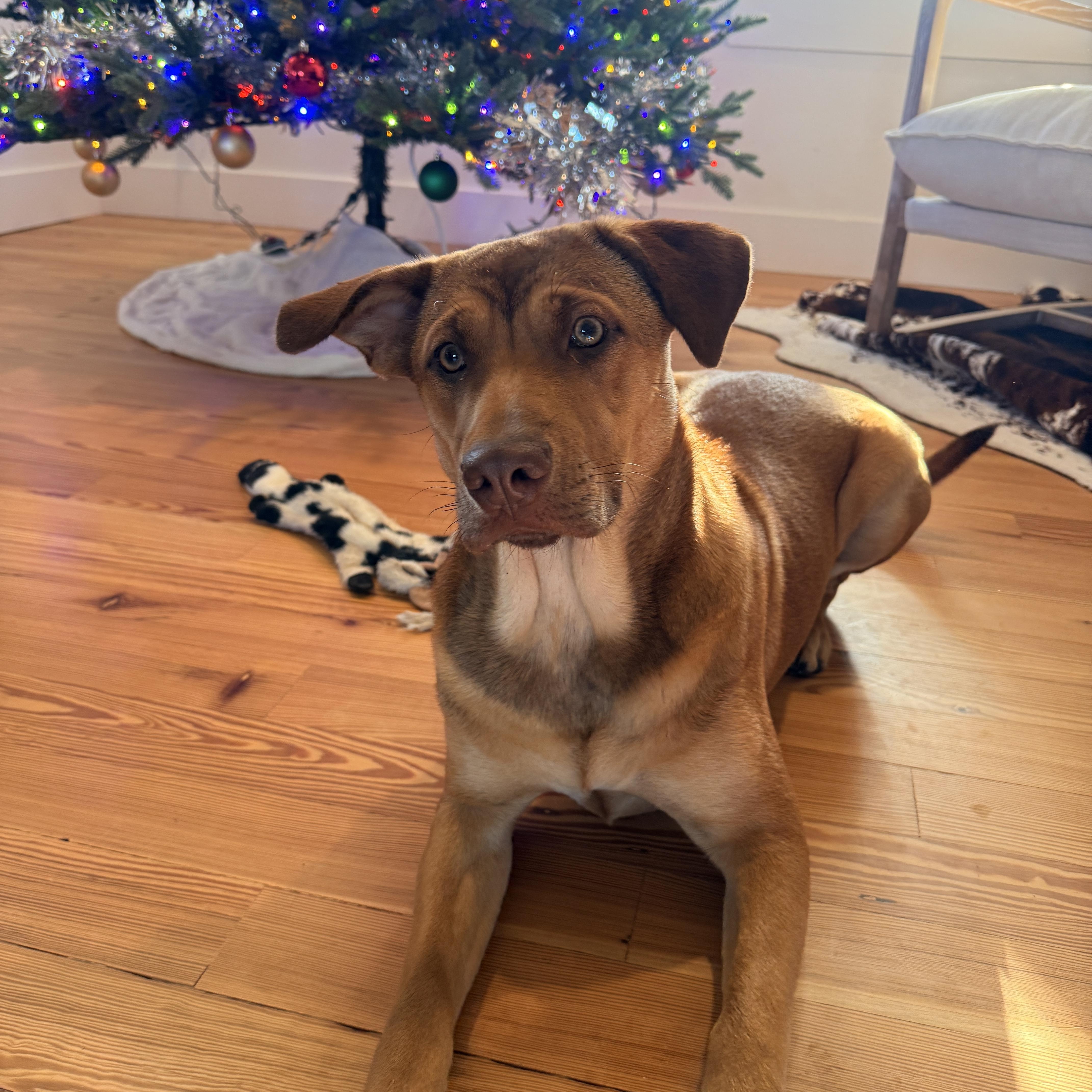 Enlarge Lila Jean, a Adoptable mixed breed in Bastrop, TX image 2/6