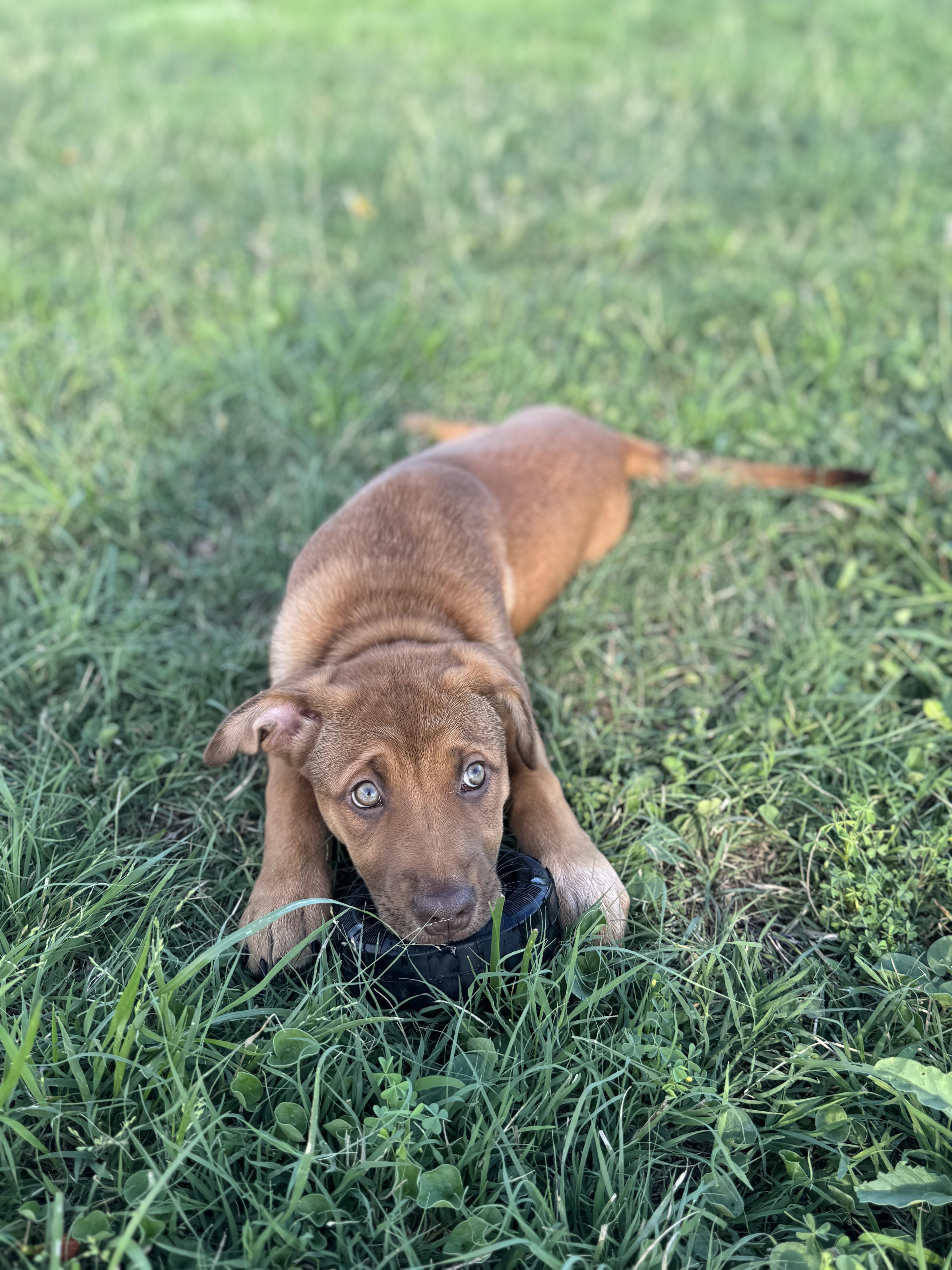 Enlarge Lila Jean, a Adoptable mixed breed in Bastrop, TX image 6/6