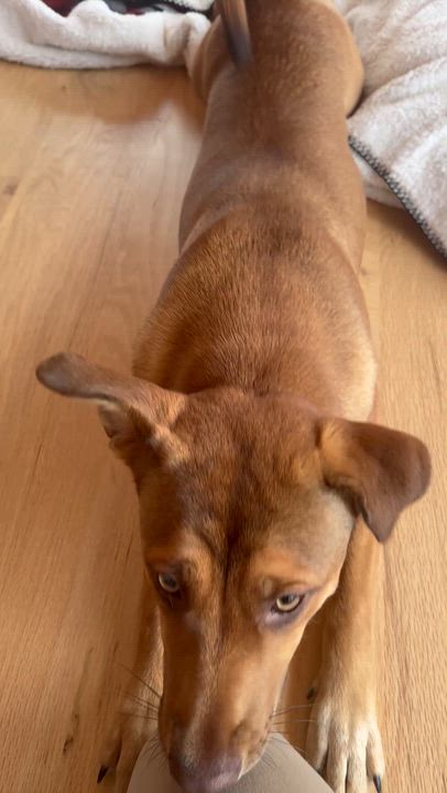 Enlarge Lila Jean, a Adoptable mixed breed in Bastrop, TX video 1/6