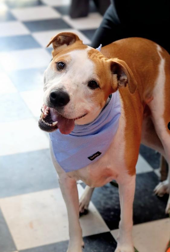 Romeo, Adopted, Adult Male American Staffordshire Terrier.