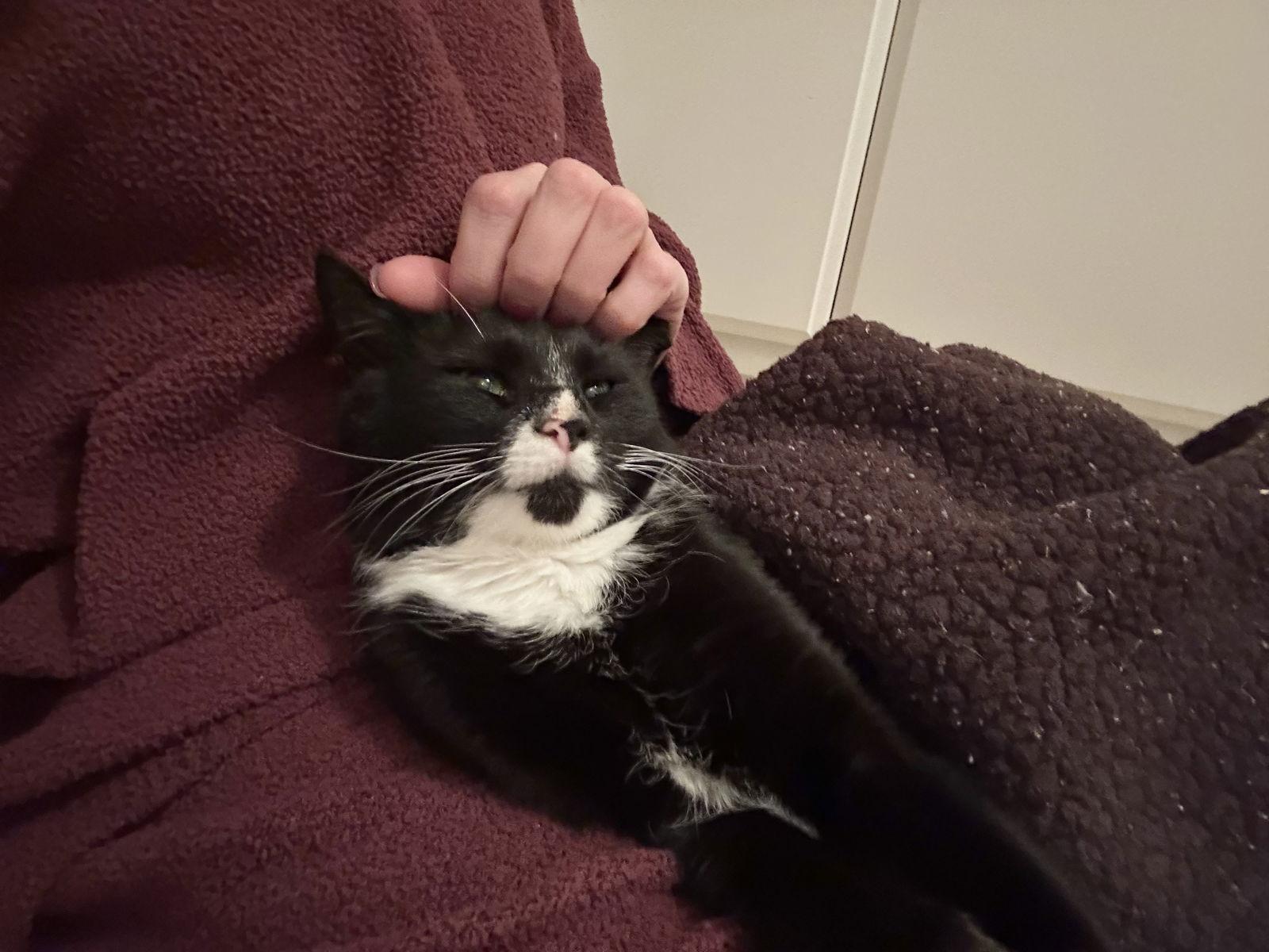 Sox, Adoptable, Young Male Tuxedo & Domestic Short Hair.