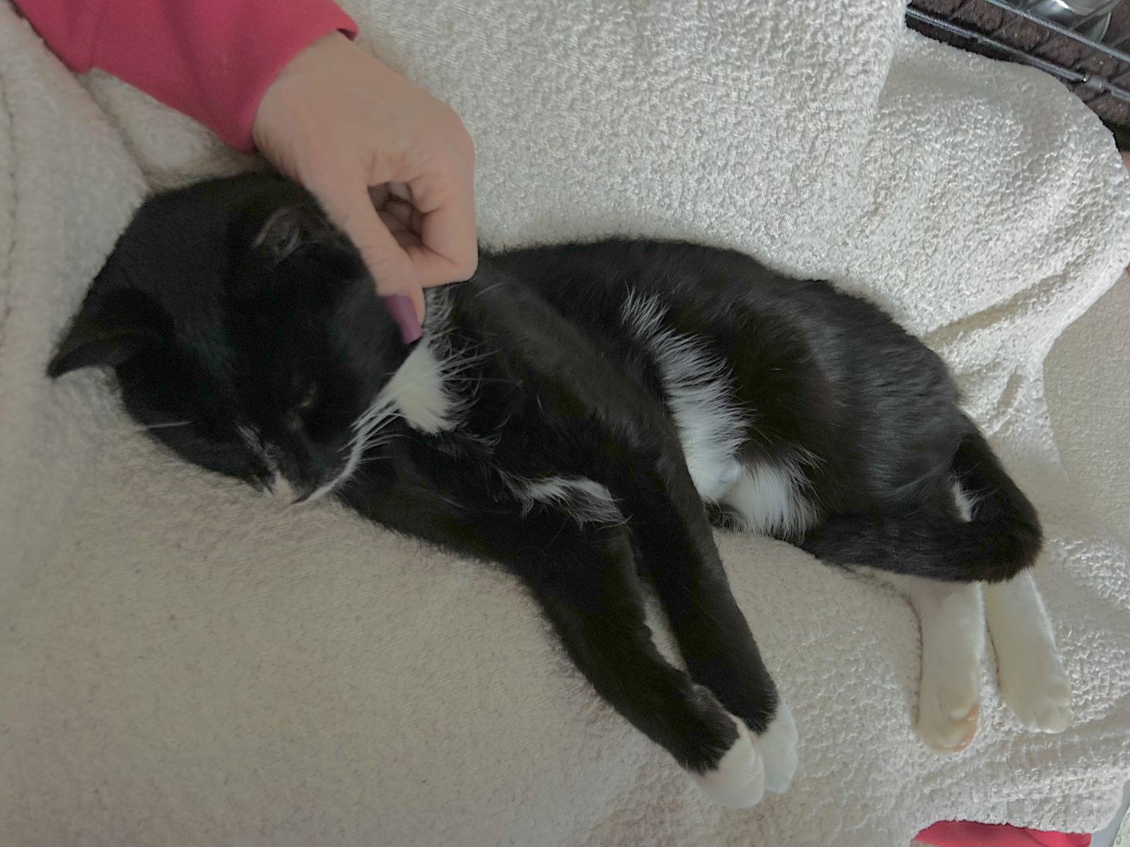 Enlarge Sox, a Adoptable mixed breed in Shrewsbury, PA image 2/3