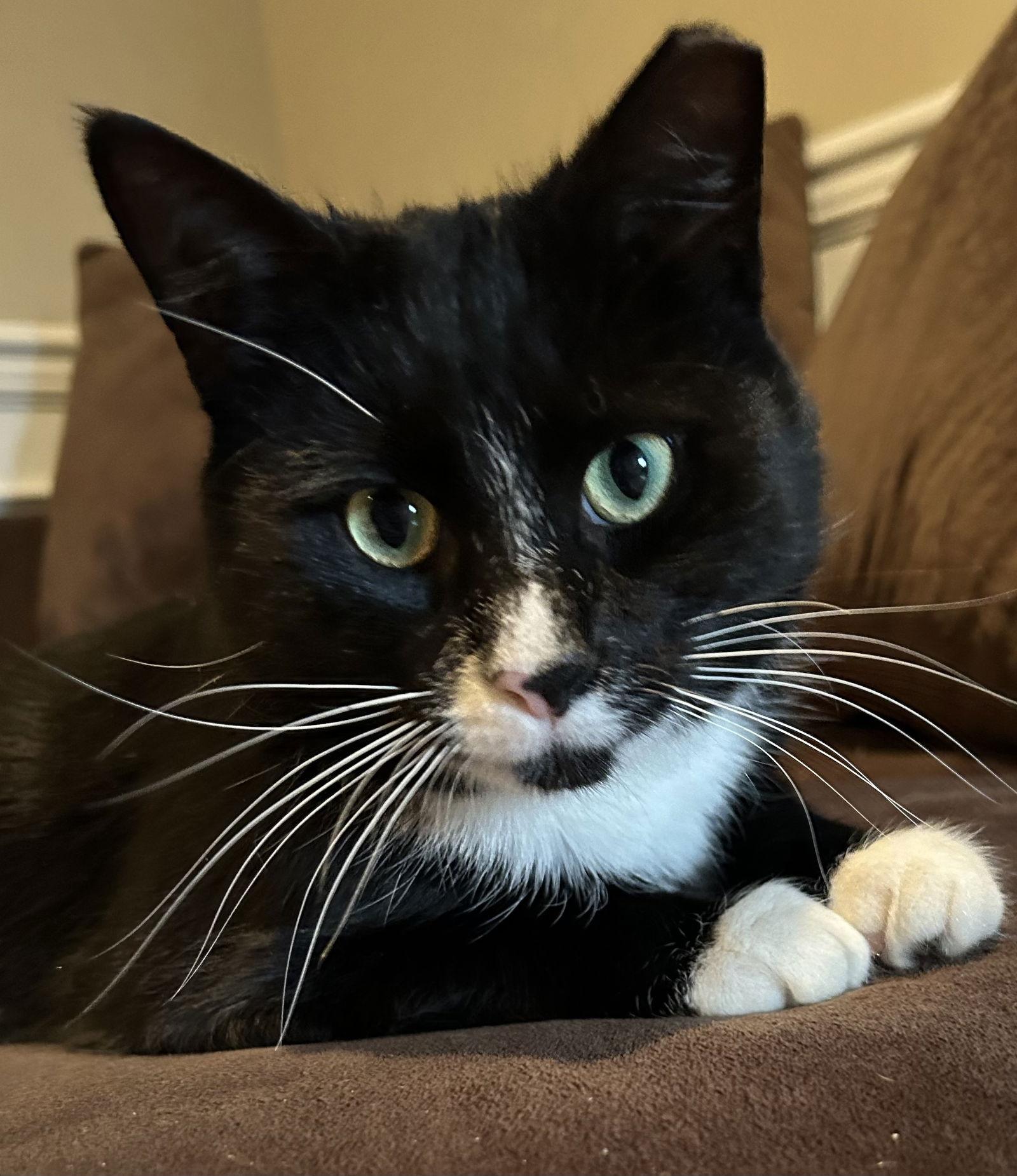 Enlarge Sox, a Adoptable mixed breed in Shrewsbury, PA image 3/3