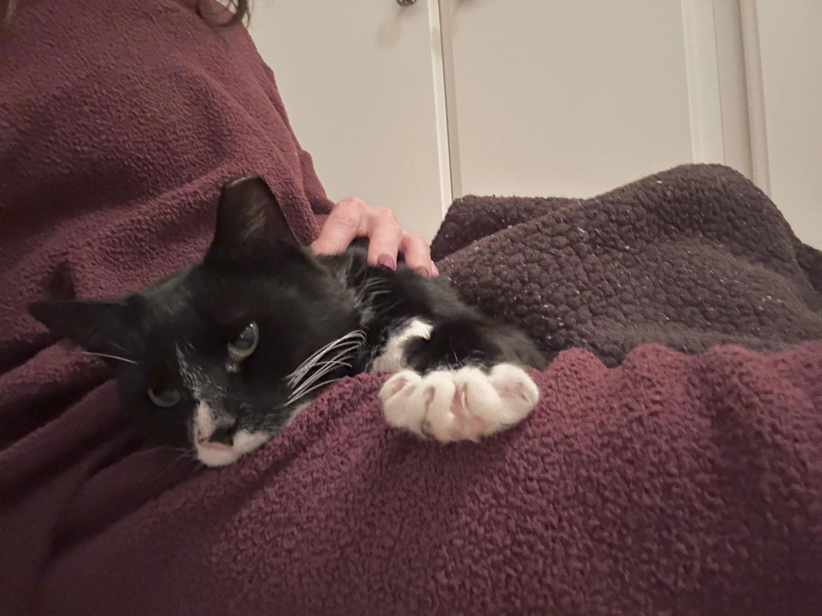 Enlarge Sox, a Adoptable mixed breed in Shrewsbury, PA image 3/3